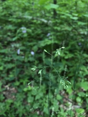 Poa saltuensis