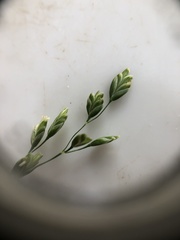 Poa saltuensis