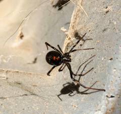 Latrodectus hesperus