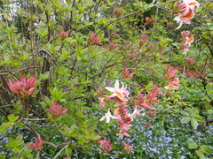 Rhododendron molle