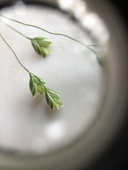 Poa saltuensis