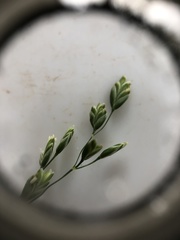 Poa saltuensis