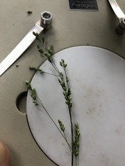 Poa saltuensis