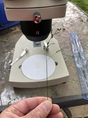 Poa saltuensis