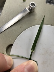 Poa saltuensis