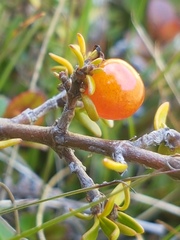 Coprosma cheesemanii