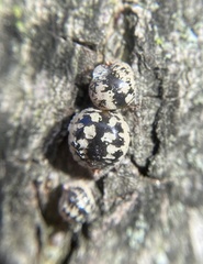 Eulecanium cerasorum