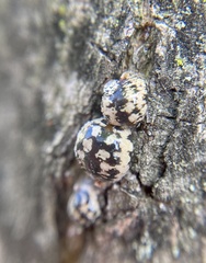 Eulecanium cerasorum