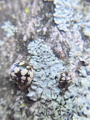 Eulecanium cerasorum