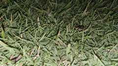 Insecta