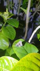 Papilionoidea