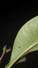 Insecta