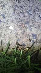 Formicidae
