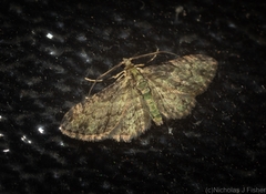 Chloroclystis mniochroa