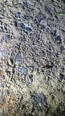 Formicidae