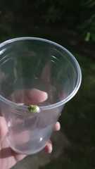 Pentatomidae