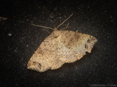 Lithilaria proestans