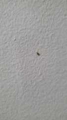 Insecta