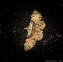 Gymnoscelis derogata