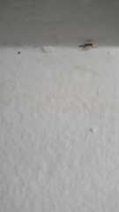 Formicidae