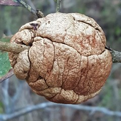 Disholcaspis spongiosa