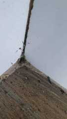 Formicidae