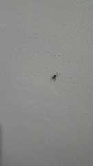 Araneae