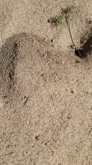 Formicidae