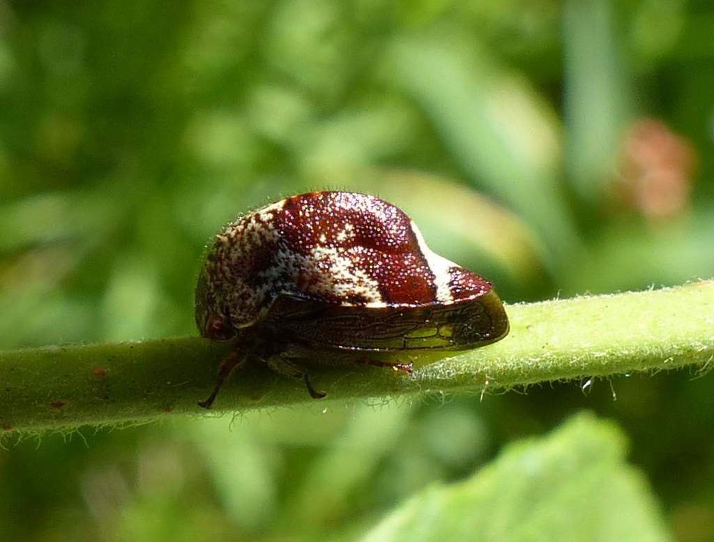 Marbled Treehopper