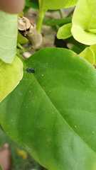 Cicadellidae