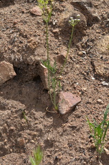 Lomatium nevadense parishii