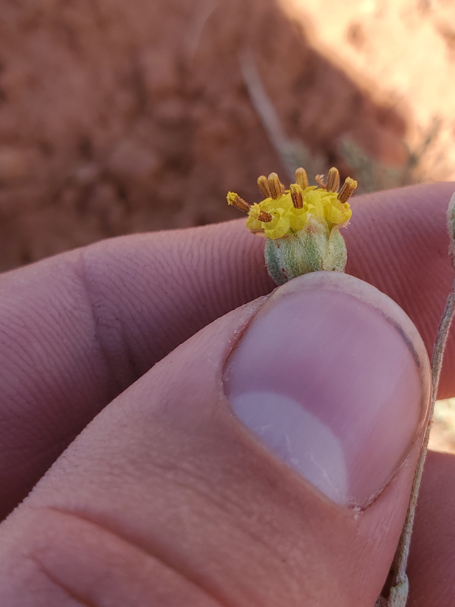 Hymenopappus filifolius var. luteus