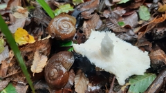 Macrocyclis peruvianus