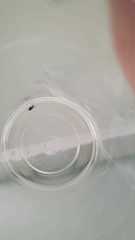 Diptera