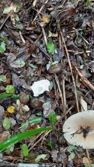 Macrocyclis peruvianus