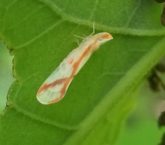 Otiocerus coquebertii