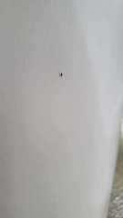 Diptera