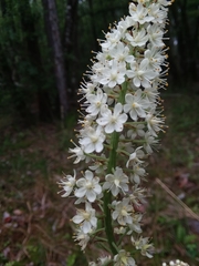 Stenanthium texanum