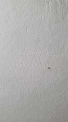 Insecta