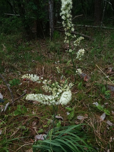 Image of Stenanthium texanum by (c) Will McFarland, some rights reserved (CC BY)