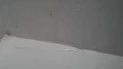 Pholcidae