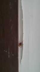 Nesticodes rufipes