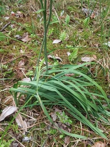 Image of Stenanthium texanum by (c) Will McFarland, some rights reserved (CC BY)