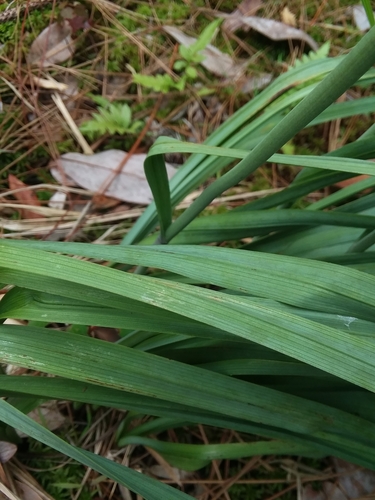Image of Stenanthium texanum by (c) Will McFarland, some rights reserved (CC BY)