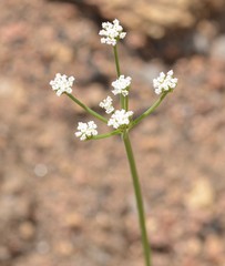 Lomatium nevadense parishii