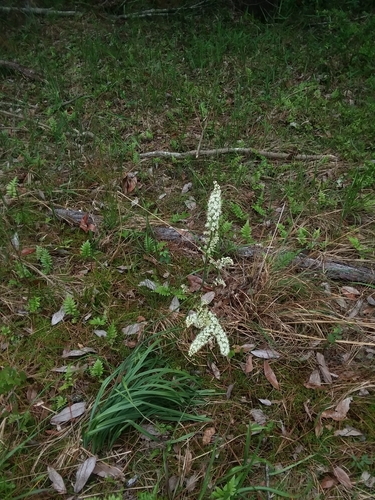 Image of Stenanthium texanum by (c) Will McFarland, some rights reserved (CC BY)