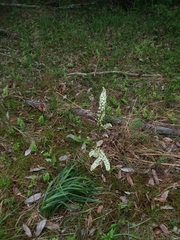 Stenanthium texanum