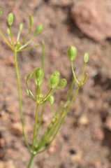Lomatium nevadense parishii