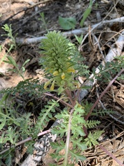 Pedicularis semibarbata