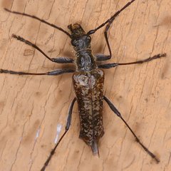 Anthophylax attenuatus